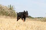 BEAUCERON 206